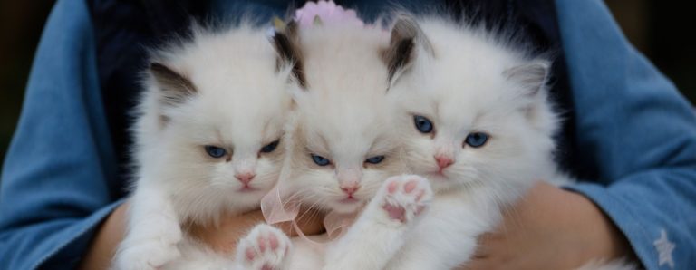 cover gatitos paola villavicencio